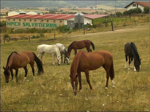  Grazing peacefully 